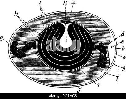 . The anatomy of the domestic fowl . Domestic animals; Veterinary medicine; Poultry. THE URO-GENITAL SYSTEM l8l The shell membrane consists of two layers, an inner delicate, and an outer thicker layer. When the egg is just laid these two membranes are in all parts closely adherent to each other, and the egg content completely fills the shell cavity. As soon as the content cools there is a slight contraction; the two shell membranes separate at the large end of the egg, forming an air cell which gradually enlarges as the evaporation of Uqvdd through the pores of the shell takes place. The shell Stock Photo