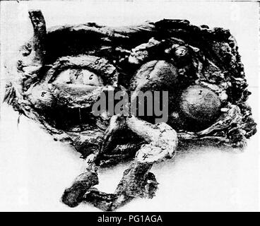 . The anatomy of the domestic fowl . Domestic animals; Veterinary medicine; Poultry. THE URO-GENITAL SYSTEM 179 active state are developed, one by one, into yolks with their blasto-- derms. From the blastoderm the fetus may later be developed. In the active ovary of the laying hen the ovarian mass is of consider- able size, as it contains ova in different stages of development. Only one ovum is completely developed at a time, though occasion- ally there may be only a few hours between the maturity of succes-. FiG. 56.—Functionating female generative organs of a hen. i, Ova in process of format Stock Photo