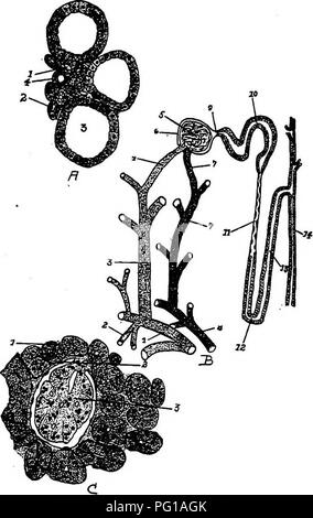 . The anatomy of the domestic fowl . Domestic animals; Veterinary medicine; Poultry. THE URO-GENITAL SYSTEM ^73 capsule. The first convoluted tubule is lined with irregular cuboidal or pyramidal epitheUal cells. The descending hmb of Henle's loop is narrow and is lined with a simple layer of flat epitheUal cells. In. Henle. 3, Collecting Fig. S3.—The renal structure. A. I, Capillary blood-vessel. 2, Descending limb of tubule. 4, Ascending limb of Henle. B. I, Branch of renal artery, j. The descending or medullary branch. 3, The ascending branch. 4, The arteriole taking part in the formation of Stock Photo