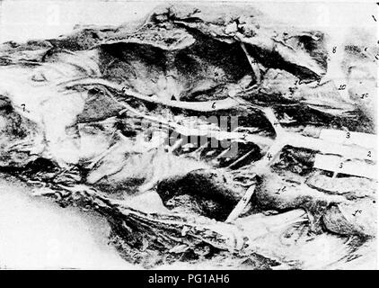 . The anatomy of the domestic fowl . Domestic animals; Veterinary medicine; Poultry. THE TJRO-GENITAL SYSTEM 171 lobules. The renal artery (Fig. 53, No. 5,, 3) breaking up into arterioles in the. kidney, and finally reaching the cortical portion of the lobules, form capillary plexuses in the shape of minute spheres, which are the glomerules (Fig. 53, No. C, 3 and B, 5). Around each glomerule there is formed a capsule called Boisrman's capsule, which is the beginning of the uriniferous tubule. This entire mass is called the Malpighian body, or renal corpuscle. This capsule then ex- tends as the Stock Photo