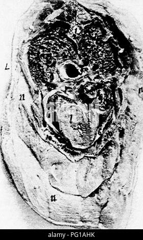 . The anatomy of the domestic fowl . Domestic animals; Veterinary medicine; Poultry. i6o ANATOMY OF THE DOMESTIC FOWL from the right side; on this side posterior to the liver is the small intestine. Superior to this at No. 7 the rectum. The relative position of the visceral organs in the median line is observed in Fig. 35. No. i of this figure shows the stump of the first portion of the esophagus, and No. 2, the left wall of the crop. Following this, and located just below the vertebras is the second. - fl Fig. 42.—Transverse section through the body of a hen at ii, Fig. 33. R, Right side. L,  Stock Photo