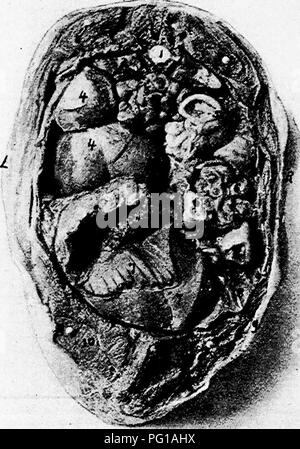 . The anatomy of the domestic fowl . Domestic animals; Veterinary medicine; Poultry. 1.64 ANATOMY OF THE DOMESTIC FOWL Fig. -33. In this section the lungs are decreasing in caliber. The hver occupies much of the space in the lower right abdominal quadrant, and above and to the right is the ovary with many of the ova developing yolks. Below No. 4 which is a developing yolk, is the proventriculus. Figure 46 is a view of an anterior section. Fig. 46.-—A transverse section through thebody of a hen at 9, Pig. 33. R, Right side. Z,, Left side, i. Spinal cord. 2, Vertebra. 3, Kidneys. 4, Ovary. 5, Cs Stock Photo