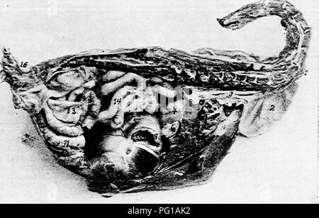 . The anatomy of the domestic fowl . Domestic animals; Veterinary medicine; Poultry. SPLANCHNOLOGY 147 developed than the musculares laterales, occurs on each of the anterior and the posterior parts of the gizzard. The serous coat covers over the greater part of the external sur- face of the gizzard and closely adheres to the muscular coat. Function.—The hard callous pads of the gizzard, operated by the powerful muscles above described, together with grit, act like mill stones and make reduction to fineness very complete. At the posterior part there is a sacculated portion containing glands of Stock Photo