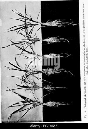 . Inorganic plant poisons and stimulants. Growth (Plants); Plants, Effect of poisons on. - -fH LO -^ rH -M CO. Please note that these images are extracted from scanned page images that may have been digitally enhanced for readability - coloration and appearance of these illustrations may not perfectly resemble the original work.. Brenchley, Winifred Elsie, 1883-. Cambridge [Eng. ] The University Press Stock Photo