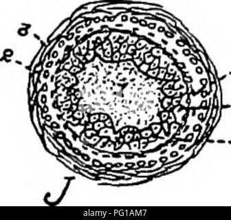 . The anatomy of the domestic fowl . Domestic animals; Veterinary medicine; Poultry. SPLANCHNOLOGY 137 means of the phrenum (Fig. 27, No. 8). This half of the mouth forms a pocket-Hke structure which aids in taking up the food. The mouth cavity is Uned with stratified squamous epithelium, continuous with that of the pharynx and the esophagus. Taste buds are located in the mucous membrane of the mouth.. Please note that these images are extracted from scanned page images that may have been digitally enhanced for readability - coloration and appearance of these illustrations may not perfectly re Stock Photo