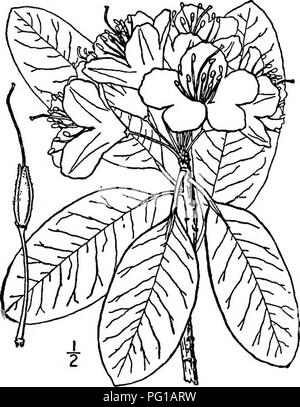 . North American trees : being descriptions and illustrations of the trees growing independently of cultivation in North America, north of Mexico and the West Indies . Trees. Fig. 688. — Mountain Rose Bay. 2. MOUNTAIN ROSE BAY Rhododendron catawbiense Michaux This evergreen shrub, sometimes be- comes a small tree, and is also called Catawba Rhododendron and Carolina Rho- dodendron. It occurs mostly on moun- tain sides and summits, from Virginia and West Virginia to Georgia and Alabama, attaining a maximum height of 6 meters, with a trunk diameter of i dm. The trunk is short, crooked, and much  Stock Photo