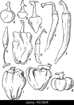 . The botany of crop plants : a text and reference book. Botany, Economic. 594 BOTANY OF CROP PLANTS Geographical.—This species has never been found wild. But it is quite well established that the entire genus Capsicum had its origin in tropical America.. Fig. 243.—Fruits of peppers (Capsicum annuum). A, Oxheart (C. annuum cerasiforme); B, Cherry (C. annuum cerasifera)'; C, Celestial (C. an- nuum abbreviatum); Z&gt;, Chilli (C. annuum acuminatum); E, Long Cayenne (C. annuum acuminatum); F, Long Yellow (C. annuum longum); G, tabasca (C. annuum conoides); H, Sweet Spanish (C. annuum grossum); /, Stock Photo
