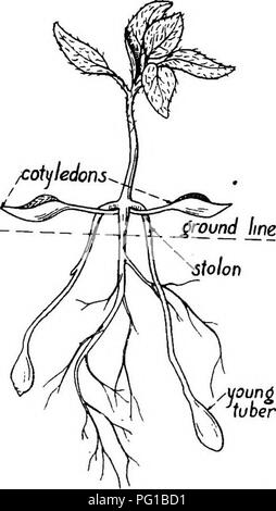 . Plants; A Text-book Of Botany. Botany. Foliage Leaves : The Llciht 