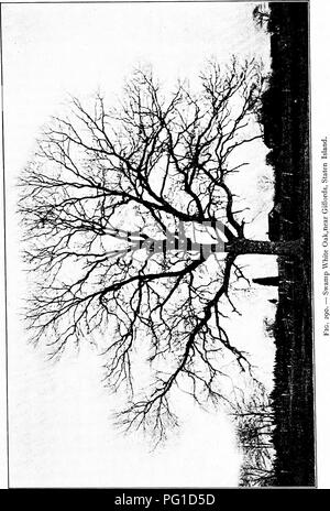 . North American trees : being descriptions and illustrations of the trees growing independently of cultivation in North America, north of Mexico and the West Indies . Trees. Swamp White Oak 333. Please note that these images are extracted from scanned page images that may have been digitally enhanced for readability - coloration and appearance of these illustrations may not perfectly resemble the original work.. Britton, Nathaniel Lord, 1859-1934; Shafer, John Adolph. New York : H. Holt and Co. Stock Photo