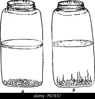 . Soils and plant life as related to agriculture . Agriculture; Soils; Plants. SEED GERMINATION 65 full of fresh water. Fill another with water which has been boiled for several minutes to drive out the oxygen. As soon as the boiled water has reached about the same temperature as the other, drop a few seeds of rough rice — i.e., rice as it comes from the fields, having the hulls still on it ^ into each jar. Pour a few drops of machine or other oil on the surface of the boiled water, to prevent any oxygen from entering the water in this jar. Set the two jars aside in a warm place for a week tr- Stock Photo