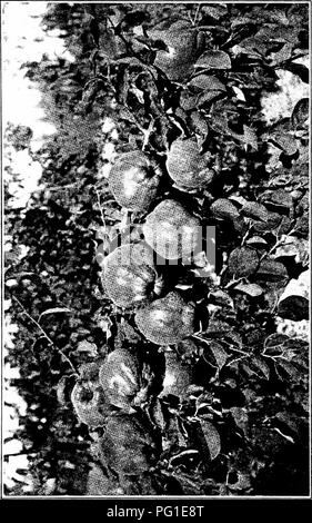 . New creations in plant life : an authoritative account of the life and work of Luther Burbank . Burbank, Luther, 1849-1926; Plant breeding. . Please note that these images are extracted from scanned page images that may have been digitally enhanced for readability - coloration and appearance of these illustrations may not perfectly resemble the original work.. Harwood, William Sumner, 1857-1908. New York ; London : Macmillan