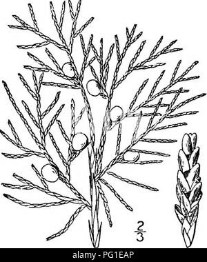 . North American trees : being descriptions and illustrations of the trees growing independently of cultivation in North America, north of Mexico and the West Indies . Trees. ii8 The Junipers poor or rocky soil from Nova Scotia and New Brunswick to western Ontario and South Dakota, southward to northern Florida, Alabama, and eastern Texas. It is variously known as Red cedar, Red juniper, Savin, Cedar, and Juniper bush. The trunk is tall and straight, usually ridged, often considerably expanded at the base, and sometimes excentric. The branches are slender, more or less spreading below and asce Stock Photo