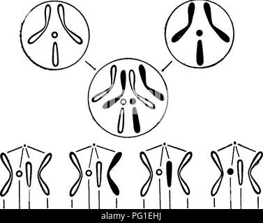 . Readings in evolution, genetics, and eugenics. Evolution; Heredity; Eugenics. THE PHYSICAL BASIS OF MENDELISM 409 and the other from the male with the chromosomes in full black, unite to form the female zygote shown in the middle of the figure. The combinations of maternal and paternal chromosomes which result in the production of germ cells in such an individual are shown diagram-. U m m m M f( )T( JiK. Please note that these images are extracted from scanned page images that may have been digitally enhanced for readability - coloration and appearance of these illustrations may not perfectl Stock Photo