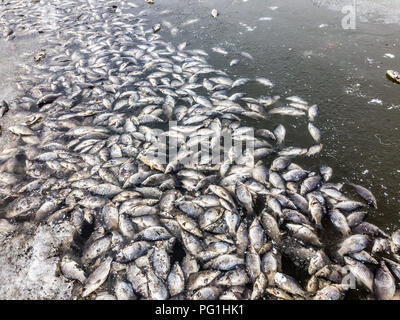 Mass death of fish floating on lake Stock Photo