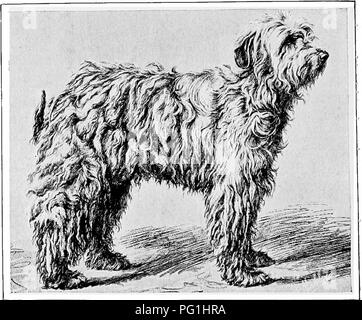 . The new book of the dog; a comprehensive natural history of British dogs and their foreign relatives, with chapters on law, breeding, kennel management, and veterinary treatment. Dogs. MISS LEFROVS KOMONDOR CSINOS. type, with drop ears and deep white coats, are curiously distributed over Europe. The pastoral dog of the Abruzzes, often called the sheepdog of the Maremmes, is decidedly of this character, and might readily pass for the Komondor. The Leonberg.—It may be expected that something should here be said of the Leonberg dog, as it is supposed also to be a worker among flocks and herds.  Stock Photo