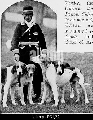. The new book of the dog; a comprehensive natural history of British dogs and their foreign relatives, with chapters on law, breeding, kennel management, and veterinary treatment. Dogs. FRENCH AND OTHER CONTINENTAL HOUNDS. 485 The procedure is the same; the elaborate vocabulary is the same ; only the fanfares have been improved, the costumes slightly modernised, and the hounds strengthened with the strain of English blood. French tradition clings to line hunting, drawing, and perseverance. Pace is not encouraged. The French huntsman has little patience with the arrogance and fling of a Foxhou Stock Photo