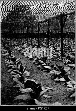 This image depicts young tobacco plants growing under a lath shade in Alabama, part of agricultural studies on southern field crops and their cultivation techniques in the region. Stock Photo