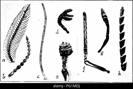 Illustration showing insect pests that damage fruit crops, including ...