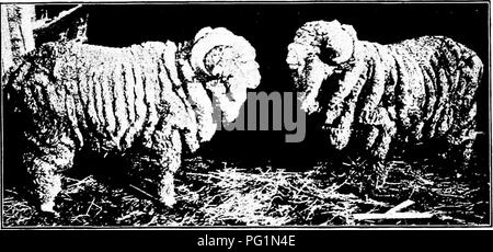 . Types and breeds of farm animals . Livestock. 342 SHEEP Aguirre Merinos. This type had more wool about the face and legs than did the other types. The wool was more crimped than that of the Paulars and less so than that of the Negrettes, and was thick and soft. The Aguirres had short legs, round and broad bodies, and much loose skin or folds. Negrette Merinos. These were the largest and strongest of the Transhumantes sheep of Spain. The wool was some shorter and more open than that of the Paular, and &quot;inclined to double.&quot; Many Negrettes were wooled on the face, and on the legs to t Stock Photo
