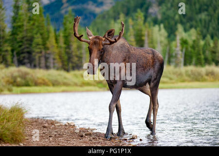 Young bull moose walking from lake in Glacier National Park, Montana Stock Photo