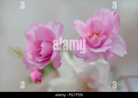 Pink cherry blossom macro Stock Photo