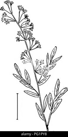 . Ornamental shrubs of the United States (hardy, cultivated). Shrubs. Fig. 208.—Hybrid Snow Garland. Fig. 209. — Hyperieum-leaverl Spirea. have white flowers, and prunifolia is the commonest species, with double flowers. The commonest species blooming from late June till frost are the pink Bumd.lda and the crimson Bumalda Anthony W&amp;terer. [Seeds ; divisions ; suckers.]. Please note that these images are extracted from scanned page images that may have been digitally enhanced for readability - coloration and appearance of these illustrations may not perfectly resemble the original work.. Ap Stock Photo