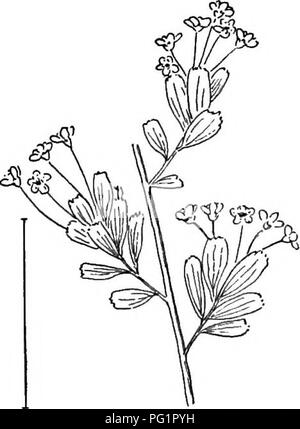 . Ornamental shrubs of the United States (hardy, cultivated). Shrubs. Fig. 208.—Hybrid Snow Garland. Fig. 209. — Hyperieum-leaverl Spirea. have white flowers, and prunifolia is the commonest species, with double flowers. The commonest species blooming from late June till frost are the pink Bumd.lda and the crimson Bumalda Anthony W&amp;terer. [Seeds ; divisions ; suckers.]. Please note that these images are extracted from scanned page images that may have been digitally enhanced for readability - coloration and appearance of these illustrations may not perfectly resemble the original work.. Ap Stock Photo