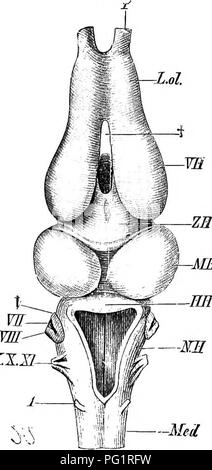 . Elements of the comparative anatomy of vertebrates. Anatomy, Comparative. THE BRAIN 167 relatively larger than in other Amphibians, and the hemispheres overlap the posterior parts of the brain to a larger extent. A. -ME BE KZH-^. Please note that these images are extracted from scanned page images that may have been digitally enhanced for readability - coloration and appearance of these illustrations may not perfectly resemble the original work.. Wiedersheim, Robert, 1848-1923; Parker, William Newton, 1857-1923. London, Macmillan Stock Photo