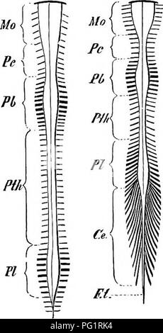 . Elements of the comparative anatomy of vertebrates. Anatomy, Comparative. 152 COMPARATIVE AISTATOMY A differentiation of the primary vascular membrane of the brain and spinal cord into pia mater and arachnoid takes place from the Amphibia onwards, and these two la3-ers become separated in those places where there are deep depressions be- tween the individual parts of the brain; the deeper of these (pia) adheres closely to the brain, and also penetrates into the ventricles in the form of telm choroidece and plexus choroidei, while the superficial one (arachnoid) simply bridges j^ J3 over the  Stock Photo