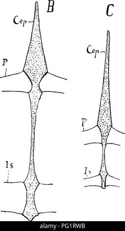 . Elements of the comparative anatomy of vertebrates. Anatomy, Comparative. . Please note that these images are extracted from scanned page images that may have been digitally enhanced for readability - coloration and appearance of these illustrations may not perfectly resemble the original work.. Wiedersheim, Robert, 1848-1923; Parker, William Newton, 1857-1923. London, Macmillan Stock Photo