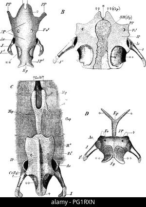 Proarticulates . Elements of the comparative anatomy of vertebrates. Anatomy ...