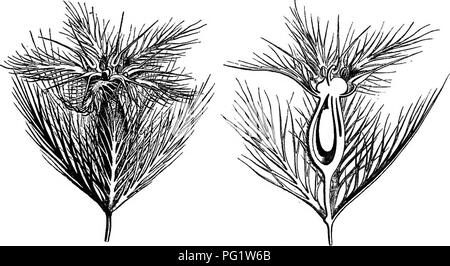 . The natural history of plants. Botany. UMBELLIFERJE. 151 the ridges of which the pedicels which bear the flowers of the following generation are connate in their lower part; these may sometimes be fertile but are much more frequently male or sterile. The place in this family of Lagoexia cuminoides'-{G.g. 183, 184), an annual of the entire Mediterranean region, with the habit and foliage of many Umbelliferce, especially of Oliveria, has been much contested. L^goecia ctiminoides.. Fig. 183. Flower (f). Fig. 184. Long. sect, of flower. This is because its ovary with a single fertile cell, which Stock Photo