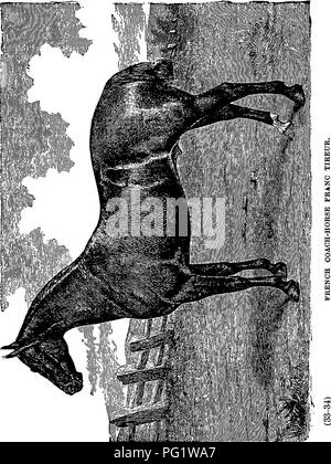 . The family horse : its stabling, care and feeding : a practical manual for horse-keepers . Horses. [cAJi i&quot;. Please note that these images are extracted from scanned page images that may have been digitally enhanced for readability - coloration and appearance of these illustrations may not perfectly resemble the original work.. Martin, George A. , d. 1904. New York : Orange Judd Company Stock Photo