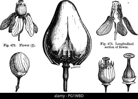 . The natural history of plants. Botany. MELIAGEJE. 479 (juinquefid, with obtuse divisions, slightly quincuncially imbricate. Witb them alternate five longer, obtuse, reflexed petals, tapering at the base, whose prsefloration is generally contorted. Then comes an androceum of ten stamens superposed, five to the sepals, and five to the petals. The bilooular introrse anthers, dehiscent by two longi- Swieienia Mahogoni,. Fig. 473. Longitudinal section of flower. Fig. 471. Bud {). Fig. 476. Dehiscent fruit. Fig. 474. Flower, with Fig. 475. perianth removed. Flower, -with perianth and androceum re Stock Photo