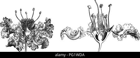 Illustration and analysis of the floral anatomy and fertilization ...