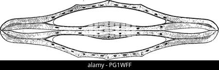 . The natural history of plants. Botany. 98 NATURAL HISTORY OF PLANTS. fine or imperceptible. In Femla also the inflorescence often has a peculiar character, due to the position of a certain number of female Kucedaimm (^Ferula) neapolitanuin.. Pmoedanum {Scnrodosu) Asa-fiBiida. Fig. 86. Trans, sect, of fruit {'f). flowers, sessile or with short pedicels, and disposed in no fixed order around the point whence spring at the base the secondary axes of the inflorescence. But this peculiarity is far from constant. The same is true of the woody consistence and great development of the stems, of the  Stock Photo