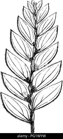 . The natural history of plants. Botany. 296 NATUBAL HISTORY OF PLANTS. its leaves, the flowers are polygamous (fig. 275, 276) and have a receptacle varying much in shape according as they include the two sexes or are only males. That is, when they are her- maphrodite or female, the ovary is lodged in a tubular, obconical or ovoid pouch, forming its receptacular cavity, which disappears ^nisophylleu disticha.. Please note that these images are extracted from scanned page images that may have been digitally enhanced for readability - coloration and appearance of these illustrations may not perf Stock Photo