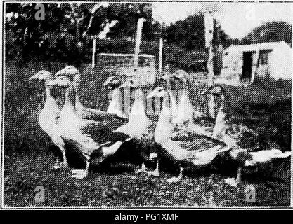 . Principles and practice of poultry culture . Poultry. Fig. 315. Goslings three weeks old. Please note that these images are extracted from scanned page images that may have been digitally enhanced for readability - coloration and appearance of these illustrations may not perfectly resemble the original work.. Robinson, John H. (John Henry), 1863-1935. Boston ; New York : Ginn and Company Stock Photo
