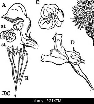 . Lectures on the evolution of plants. Botany; Plants. DICOTYLEDONS 215 The third order of. the Anisocarpse, the Contortse, includes several characteristic families, among them the milkweeds (Aselepiadacese) and dogbanes (Apo- cynacese). To the latter belong the oleander and periwinkle, while the gentians, and the olive family LI I. Please note that these images are extracted from scanned page images that may have been digitally enhanced for readability - coloration and appearance of these illustrations may not perfectly resemble the original work.. Campbell, Douglas Houghton, 1859-1953. New Y Stock Photo