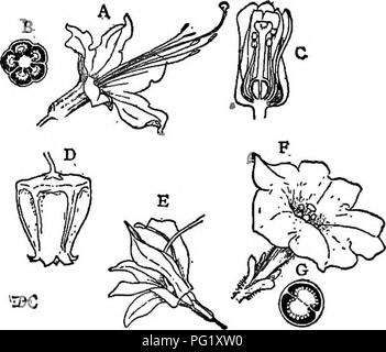 . Lectures on the evolution of plants. Botany; Plants. DICOTYLEDONS 213. less completely united, and the corolla is &quot; sympetalous,&quot; or &quot; gamopetalous.&quot; The greater number of these, in addition to their being more highly specialized, indicate that they are, as a whole, a later and more differentiated group than the Cho- ripetalse, although it must be remembered that certain families of the latter are highly specialized. The highest of the Sympetalse, how- ever, are probably the most recent and highly developed of all plants. The Sympetalae fall readily into two main division Stock Photo