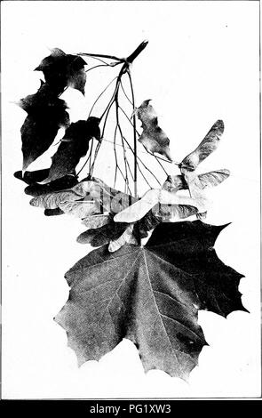 . Our native trees and how to identify them; a popular study of their habits and their peculiarities. Trees. NORWAY MAPLE. Fruiting Spray of Norway Maple, Acer platanoides. Leaves 3' to 5' long.. Please note that these images are extracted from scanned page images that may have been digitally enhanced for readability - coloration and appearance of these illustrations may not perfectly resemble the original work.. Keeler, Harriet L. (Harriet Louise), 1846-1921. New York, C. Scribner's Sons Stock Photo