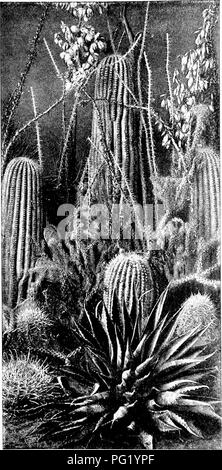 . Plant studies; an elementary botany. Botany. Fig. 39. A group of cactus fornts (slender cyliTidrical, columnar, and globular), all of them s])iny and without leaves ; an agave iu front; clusters of yucca flowers in the background.. Please note that these images are extracted from scanned page images that may have been digitally enhanced for readability - coloration and appearance of these illustrations may not perfectly resemble the original work.. Coulter, John Merle, 1851-1928. New York, D. Appleton and Company