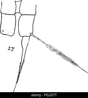 . Report of the Canadian Arctic Expedition 1913-18. Scientific expeditions. Marine Copepoda 21 K Station 40r. Bernard harbour (outer harbour), Northwest Territories, water depth 10 fathoms, three vertical hauls 0 to 5 fathoms through hole in ice, net number 3, temperature -0-8°C., July 1, 1915. Coscinodiscus and Balanus nauplii were abundant. The copepods present were: Acartia lon- giremis 9 , Oithona similis v, Ectinosoma neglectum and Idywa furcata 9. Station 42?/. Table X. StMion 422. See under Pseudocalanus. Station 43e. Table VII. A female carried two spermatophores. 17. Acartia tumida, n Stock Photo