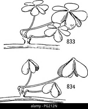 . A textbook of botany for colleges and universities ... Botany. Figs. 831, 832. — Leaf motility in the sensi- tive plant (Mimosa pudica): 831, an open leaf; S32, a leaf whose leaflets (/) have been closed by mechanical impact; note also that the petiole (p) has dropped; j', stipule; m, pulvinus.. Figs. 833, 834. — Leaf motility in Oxalis: 833, open leaves as seen by day; 834, closed leaves as seen by night. some simple leaves exhibit motility, as in Portulaca oleracea (figs. 686, 687) and in Euphorbia polygonifolia, those of the latter closing along the median line like a book. Most leaf move Stock Photo