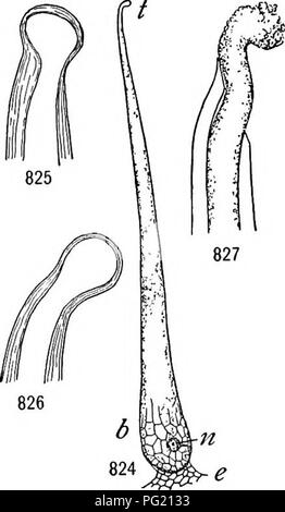 . A textbook of botany for colleges and universities ... Botany. LEAVES 577 Hairs have been supposed to protect leaves against the injurious effects of heat, light, and cold. In particular, hairy coats on the upper surface have been thought to screen off injurious light and heat rays, it having been shown that hair-clad leaves become heated more slowly than do smooth leaves. The hairs of aquatics (as in Salvinia) are of undoubted service in preventing leaf wetting, thereby faciU- tating unimpeded gas exchange. Stiff hairs, as in mullein, and spiny hairs, as in the thistles, probably afford som Stock Photo