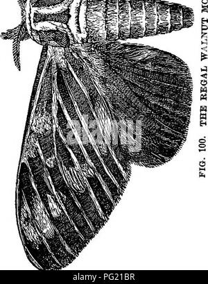 . The nut culturist : a treatise on the propagation, planting and cultivation of nut-bearing trees and shrubs, adapted to the climate of the United States ... Nuts. . Please note that these images are extracted from scanned page images that may have been digitally enhanced for readability - coloration and appearance of these illustrations may not perfectly resemble the original work.. Fuller, Andrew Samuel, 1828-1896. New York : Orange Judd Stock Photo