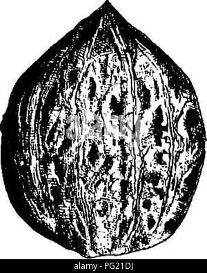 . The nut culturist : a treatise on the propagation, planting and cultivation of nut-bearing trees and shrubs, adapted to the climate of the United States ... Nuts. THE WALKUT. 339 As these Japanese and Chinese walnuts are natives of cold climates they may be better adapted to the North- ern than Southern States, but there is no locality en- tirely exempt from late spring frosts, as most farmers and fruit growers learned to their cost the past season. There can be little doubt of this species of walnut being the one described by Rhumphius under the name of /. Camirium, and more fully later by  Stock Photo