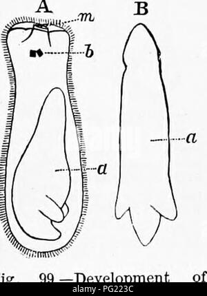 This zoology manual provides a detailed look at the anatomy of insects ...