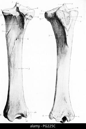 . The surgical anatomy of the horse ... Horses. Plate XIII.—The Right Tibia A.—POSTERIOR ASPECT I. Spiae of tibia. 2 and 3. External and internal tuberosities. 317'. Tubercle for attachment of posterior crucial ligament. 4. Depression for head of fibula. 5. Depression for accommodation of popliteus muscle. 6. Nutrient foramen. 7. Tubercle for insertion of popliteus muscle. 8. Ridges for attachment of tiexor perforans muscle. 9. Groove for passage of tendon of flexor accessorius. 10. Groove for tendon of peroneus muscle. 11. External malleolus. B.—ANTERIOR ASPECT I. Insertion of anterior crucia Stock Photo