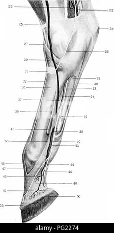 . The surgical anatomy of the horse ... Horses. Plate VI. Superficial ...